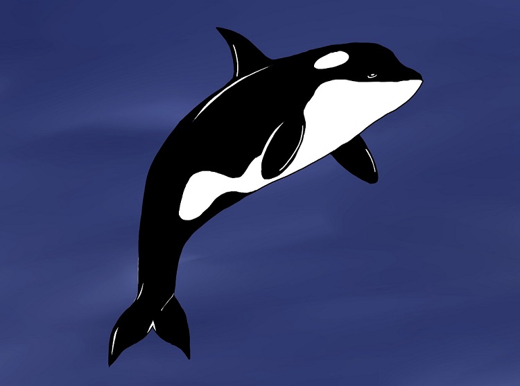 Orca Fun Facts